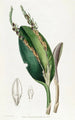 Pleurothallis liskonpäät - Sydenham Edwards — näkymä teoksesta