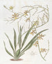 Oncidium jalo - Sydenham Edwards — näkymä teoksesta