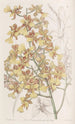 Oncidium pitkät lehdet - Sydenham Edwards — näkymä teoksesta