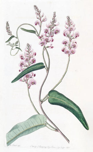 Sydenham Edwards - Longracemed variety of the Oneleaved Kennedya.webp