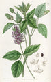 Psoralea pitkien piikkien - Sydenham Edwards — näkymä teoksesta