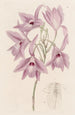 Laelia pitkien varret - Sydenham Edwards — näkymä teoksesta