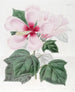 Hibiscus des marais - Sydenham Edwards — näkymä teoksesta