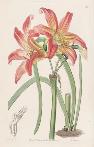 Sydenham Edwards - Meadow Habranthus.webp