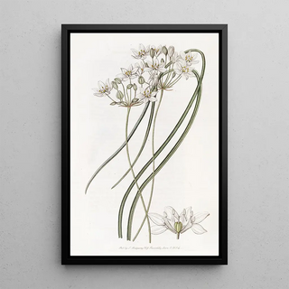 Sydenham Edwards - Milkwhite Hesperoscordum.webp