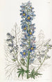 Delphinium vuorten - Sydenham Edwards — näkymä teoksesta