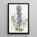 Delphinium vuorten - Sydenham Edwards — kehystetty taideteos seinällä