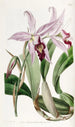 Laelia anceps lajike de M. Barker - Sydenham Edwards — näkymä teoksesta