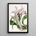 Laelia anceps lajike de M. Barker - Sydenham Edwards — kehystetty taideteos seinällä
