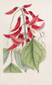 Erythrina de M. Bidwill - Sydenham Edwards — näkymä teoksesta