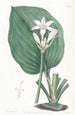 Eurycles de M. Cunningham - Sydenham Edwards — näkymä teoksesta