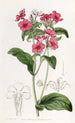 Phlox de M. Drummond - Sydenham Edwards — näkymä teoksesta