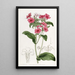 Phlox de M. Drummond - Sydenham Edwards — kehystetty taideteos seinällä