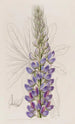 Lupin de M. Hartweg - Sydenham Edwards — näkymä teoksesta