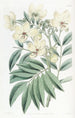 Cassia de M. Herbert - Sydenham Edwards — näkymä teoksesta