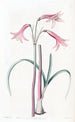 Phycella de M. Herbert - Sydenham Edwards — näkymä teoksesta