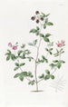 Gompholobium de M. Knight - Sydenham Edwards — näkymä teoksesta