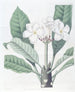 M. Lambertin - Sydenham Edwardsin plumeria-maalaus — näkymä teoksesta