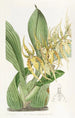 Brassia de M. Lance - Sydenham Edwards — näkymä teoksesta
