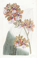 Oncidium de M. Lance - Sydenham Edwards — näkymä teoksesta