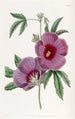 Hibiscus de M. Lindley - Sydenham Edwards — näkymä teoksesta