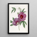 Hibiscus de M. Lindley - Sydenham Edwards — kehystetty taideteos seinällä
