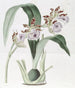 M. Mackayn Eulophia - Sydenham Edwards — näkymä teoksesta
