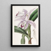 Cattleya de M. Perrin - Sydenham Edwards — kehystetty taideteos seinällä