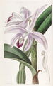 Cattleya de M. Perrin - Sydenham Edwards — näkymä teoksesta