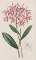 Epidendrum de M. Schomburgk - Sydenham Edwards — näkymä teoksesta