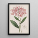 Epidendrum de M. Schomburgk - Sydenham Edwards — kehystetty taideteos seinällä
