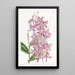 Epidendrum de M. Skinner - Sydenham Edwards — kehystetty taideteos seinällä