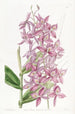 Epidendrum de M. Skinner - Sydenham Edwards — näkymä teoksesta