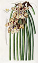 Maxillaria de M. Steels - Sydenham Edwards — näkymä teoksesta