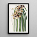 Maxillaria de M. Steels - Sydenham Edwards — kehystetty taideteos seinällä