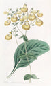 Calceolaria M. W. Herbertin - Sydenham Edwards — näkymä teoksesta