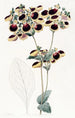 Calceolaria M. Youngin - Sydenham Edwards — näkymä teoksesta
