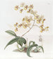 Mme Arnold Harrisonin Oncidium-maalaus - Sydenham Edwards — näkymä teoksesta