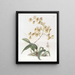 Mme Arnold Harrisonin Oncidium-maalaus - Sydenham Edwards — kehystetty taideteos seinällä