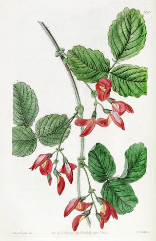 Sydenham Edwards - Mrs Marryats Kennedya.webp