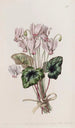 Cyclamen napolilainen - Sydenham Edwards — näkymä teoksesta