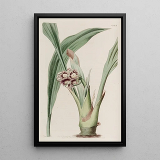 Sydenham Edwards - Nodding Tupistra.webp