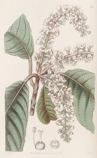 Sydenham Edwards - Oakleaved Clethra.webp