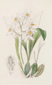 Coelogyne okkerin täplät - Sydenham Edwards — näkymä teoksesta