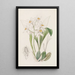 Coelogyne okkerin täplät - Sydenham Edwards — kehystetty taideteos seinällä