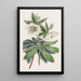 Helleborus olympialainen - Sydenham Edwards — kehystetty taideteos seinällä