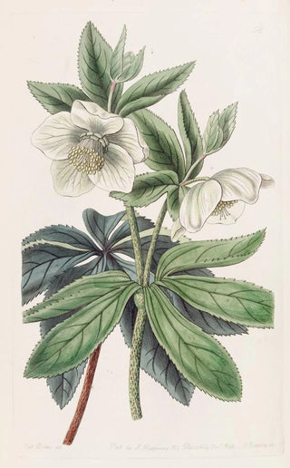 Sydenham Edwards - Olympian Hellebore.webp