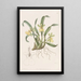 Oncidium yhdellä kukalla - Sydenham Edwards — kehystetty taideteos seinällä