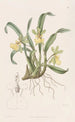 Oncidium yhdellä kukalla - Sydenham Edwards — näkymä teoksesta