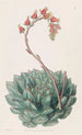 Echeveria yksikukkainen - Sydenham Edwards — näkymä teoksesta